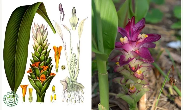 Đặc điểm của cây nghệ vàng và củ nghệ