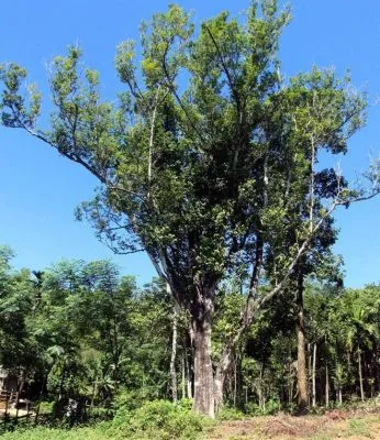 Cây con dó bầu trong vườn ươm, chuẩn bị cho cách trồng cây con đạt năng suất cao