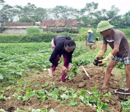 Làm cỏ sau khi trồng