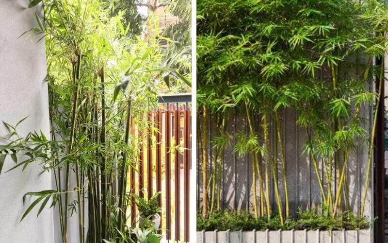 Thân cây thẳng, lá xanh tươi vô cùng thu hút