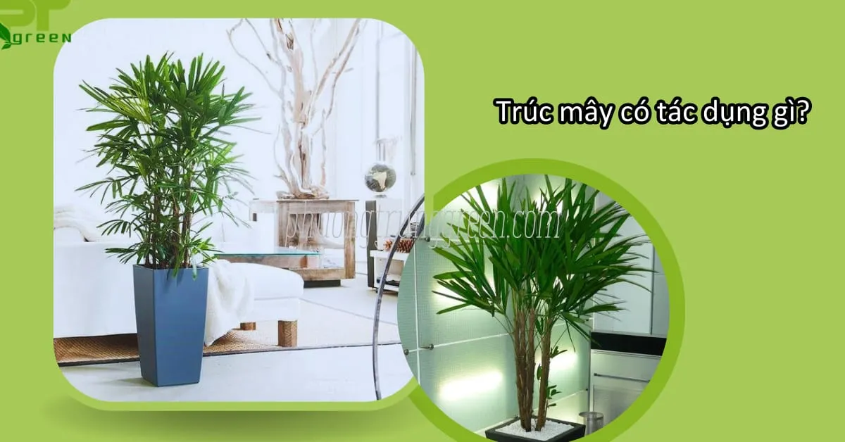 TÃ¡c dá»¥ng cá»§a cÃ¢y trÃºc mÃ¢y