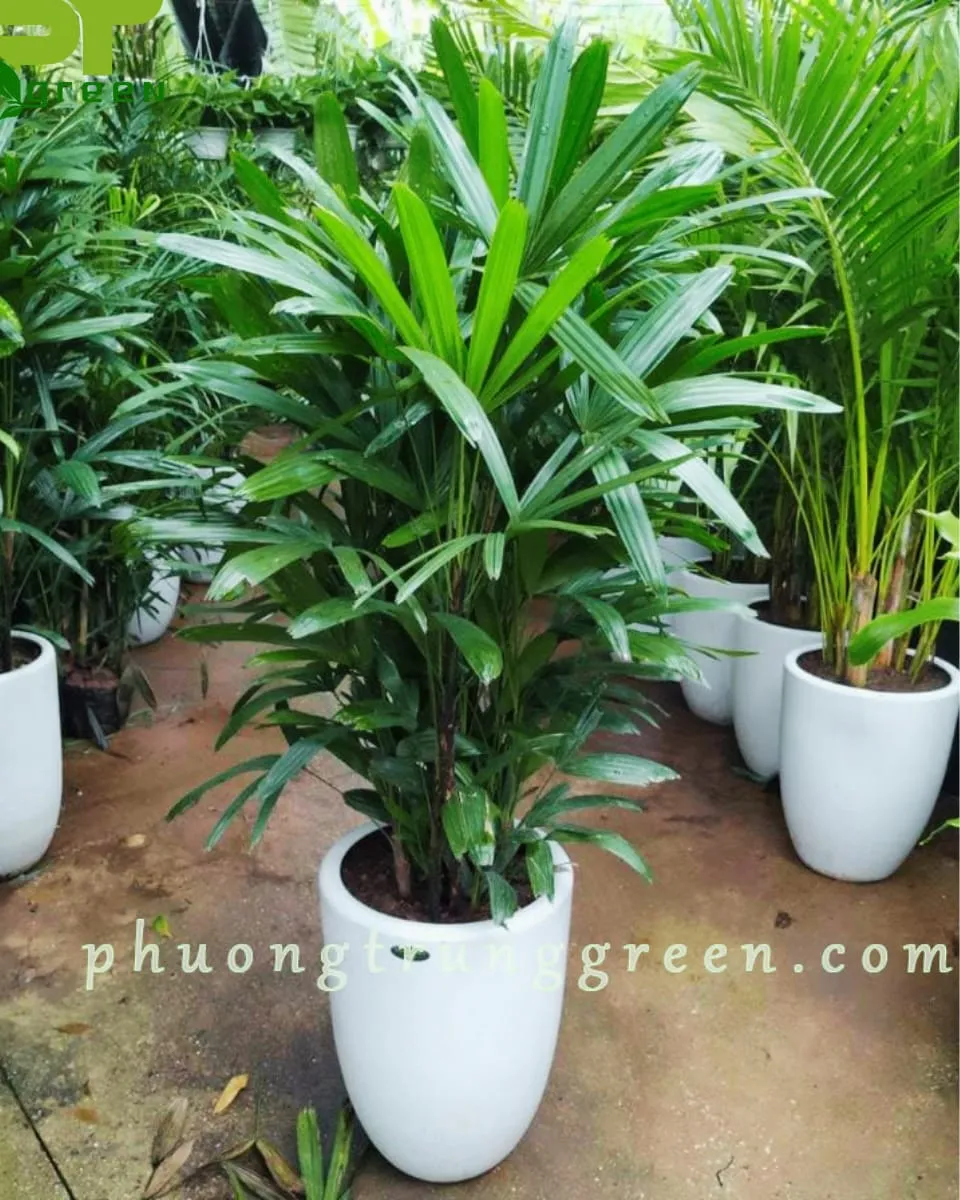 TrÃºc mÃ¢y táº¡i vÆ°á»n nhÃ  PTGreen