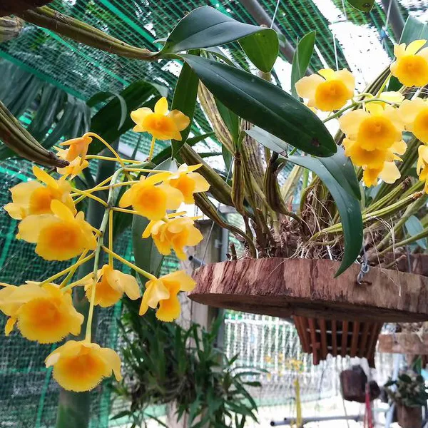 Giống lan Sơn Thủy Tiên khỏe mạnh trước khi được ghép chậu