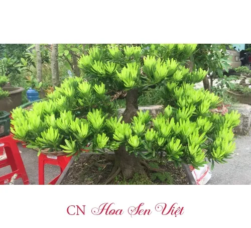 Tung Kim Cuong Da Nang Hoasenviet