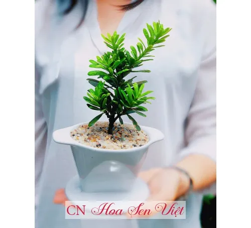 Tung Kim Cuong Hoa Sen Viet Da Nang