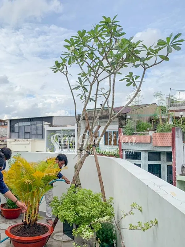 Kỹ thuật tưới cây sứ đại mới trồng, cần tưới đủ ẩm nhưng không quá nhiều