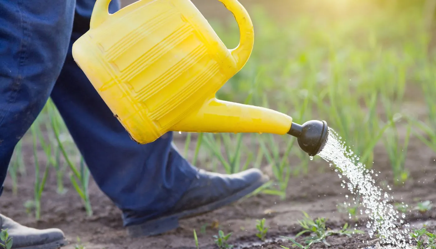 Kỹ thuật tưới nước đúng cách cho cây cải bó xôi con để tránh bệnh nấm