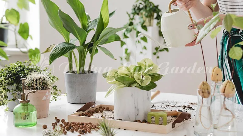 Hình ảnh minh họa một chậu cây cảnh được tưới nước đúng cách