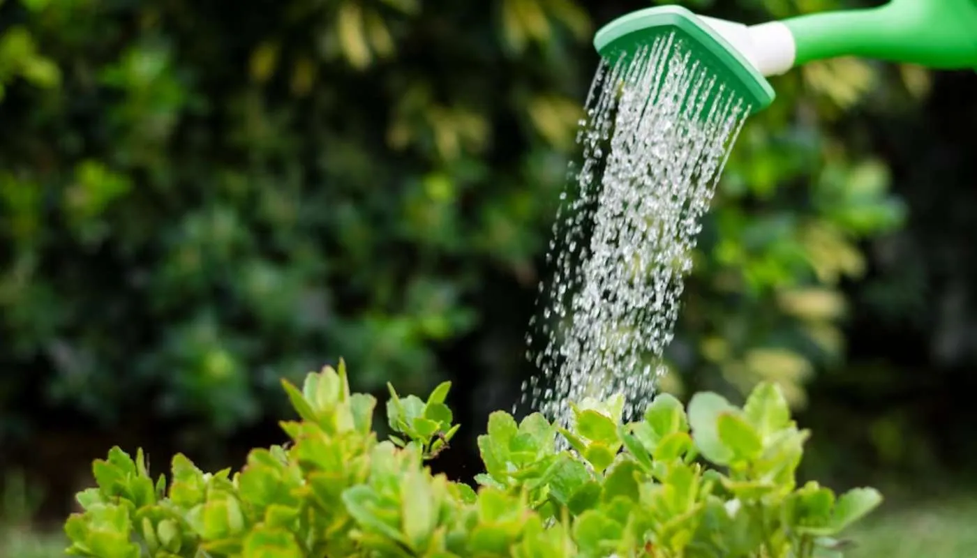 Cách Trồng Và Chăm Sóc Cây Sống Đời Phát Triển Khỏe Mạnh Và Ra Hoa Đúng Tết