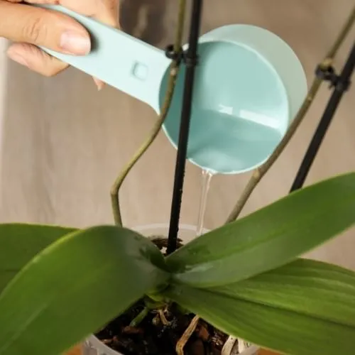 Kỹ Thuật Tưới Nước Cho Chậu Lan