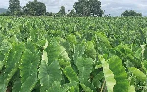 Tưới nước giữ ẩm cho khoai môn