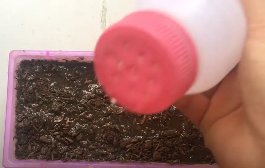 Tưới nước đúng cách cho cây bạc hà đang nảy mầm từ hạt