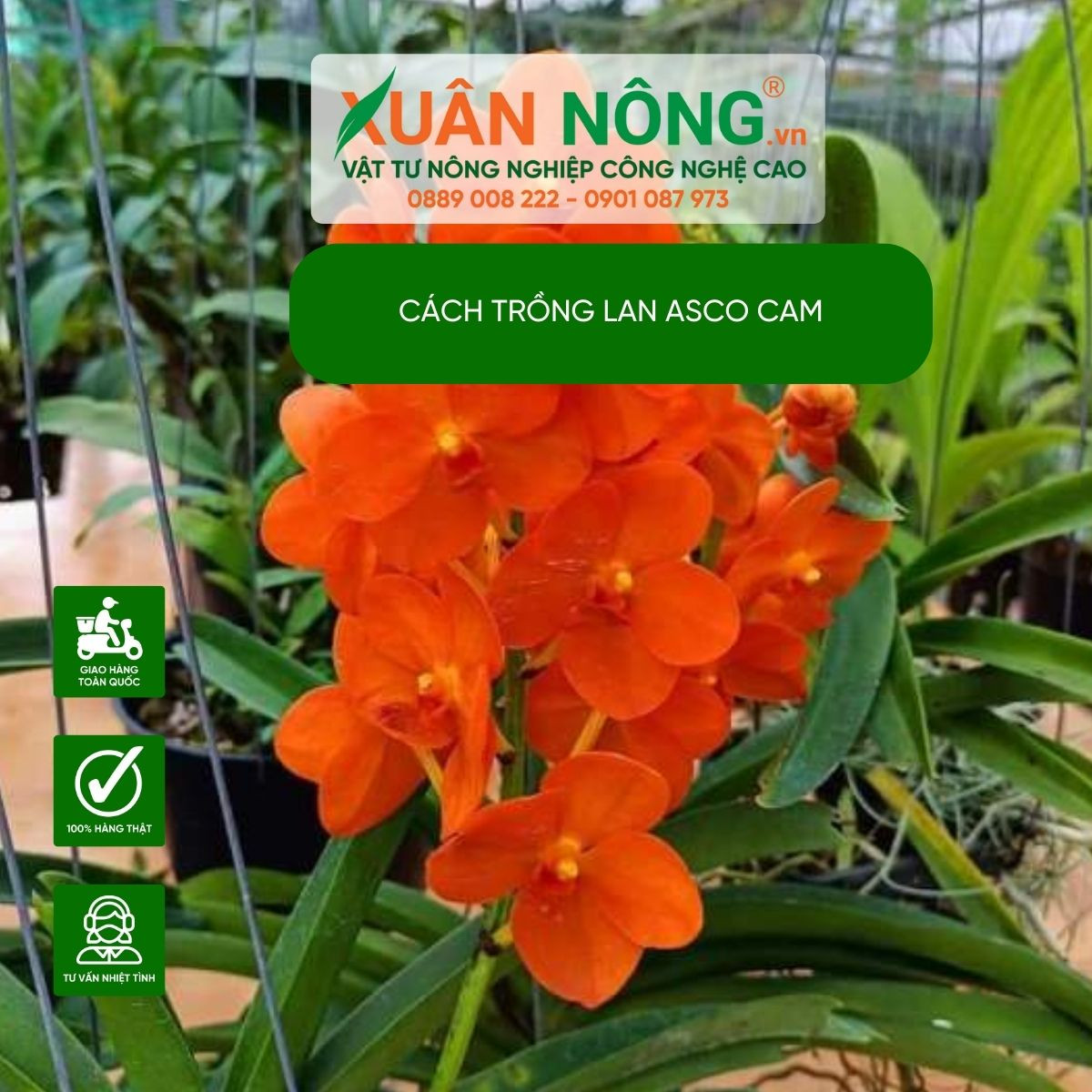 Cách Trồng Lan Asco (Ascocenda) Từ A Đến Z Cho Người Mới Bắt Đầu