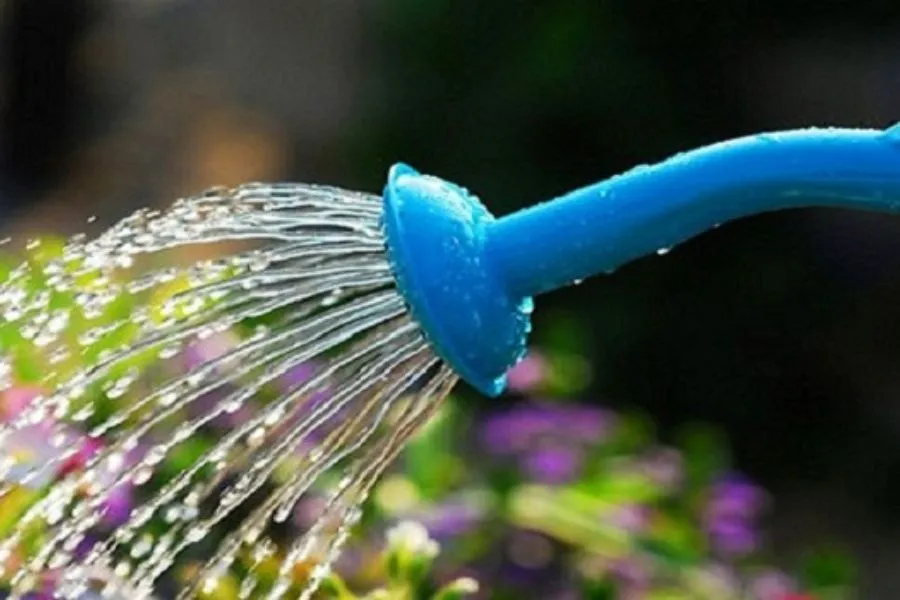 Tưới nước đều đặn và cân bằng là điều cần thiết để duy trì sự sống của cây hoa giấy giâm cành