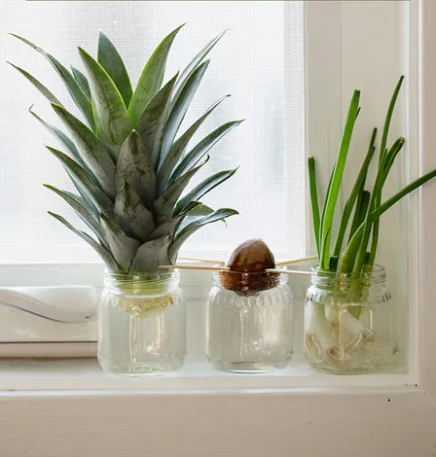 Các cách trồng hành lá