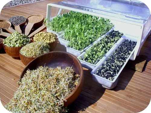 Lựa chọn vật dụng và khay trồng phù hợp cho cách trồng các loại rau mầm tại nhà