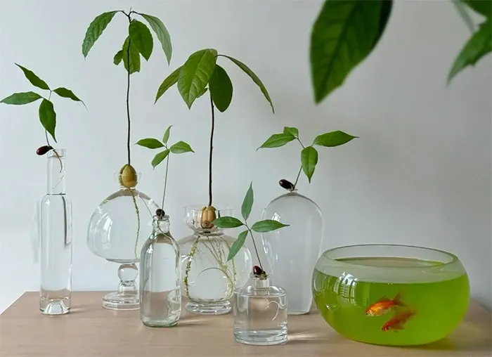 Cây bơ non có thể trang trí trong các chai nước hoặc bình thủy tinh nhỏ gọn.