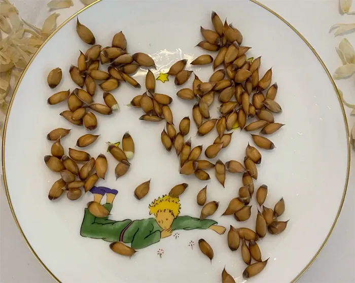 Tách vỏ hạt bưởi là một kỹ thuật quan trọng khi cây đã bắt đầu nảy mầm, giúp cây thoát khỏi lớp vỏ cứng.