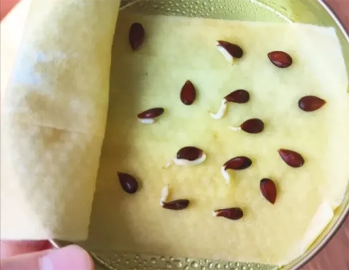 Chọn hạt táo tròn, dày mình để có tỷ lệ nảy mầm cao khi thực hiện cách trồng cây thủy canh.