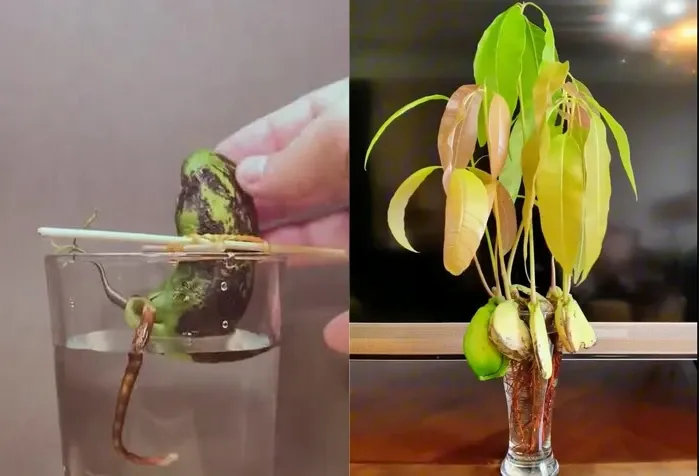 Hạt xoài có thể cho ra cây cảnh thủy canh rất đẹp mắt với tốc độ phát triển nhanh.