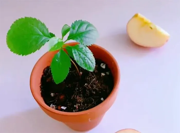 Táo là loại cây thích hợp với chậu kích thước nhỏ, dễ dàng trang trí nội thất.