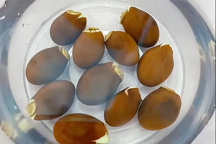 Cần ngâm hạt vải khoảng 4-5 ngày để kích thích quá trình nảy mầm tự nhiên.