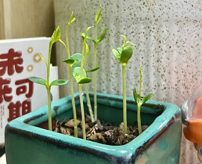 Cây táo non khi được chuyển từ thủy canh sang trồng trong đất ở các chậu nhỏ.