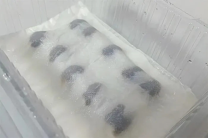 Sử dụng hộp nhựa đựng thức ăn đã được đục lỗ nhỏ để ươm hạt vải, đảm bảo độ ẩm và thông khí.