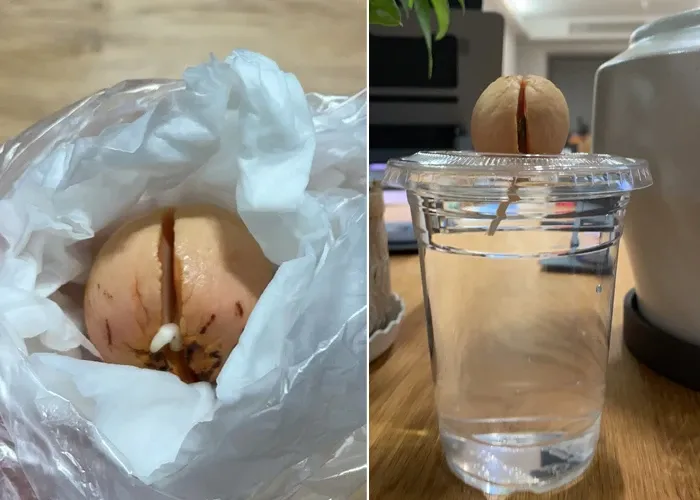 Bơ khi nảy mầm sẽ nứt đôi phần hạt, đây là dấu hiệu sẵn sàng cho quá trình trồng cây thủy canh.