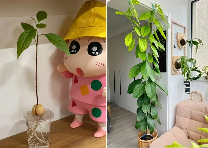 Ngoài cách trồng cây thủy canh, cây bơ non cũng có thể trồng thành cây lớn hơn để trang trí nhà.