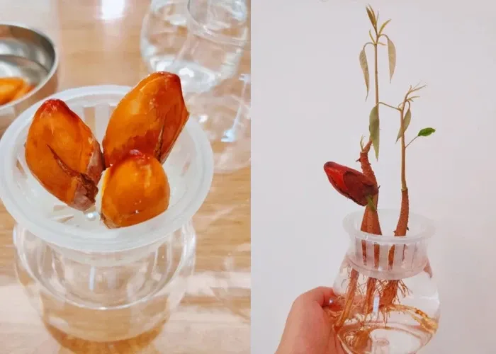 Hạt sầu riêng rất dễ nảy mầm và có thể dùng làm cây cảnh thủy canh trang trí.