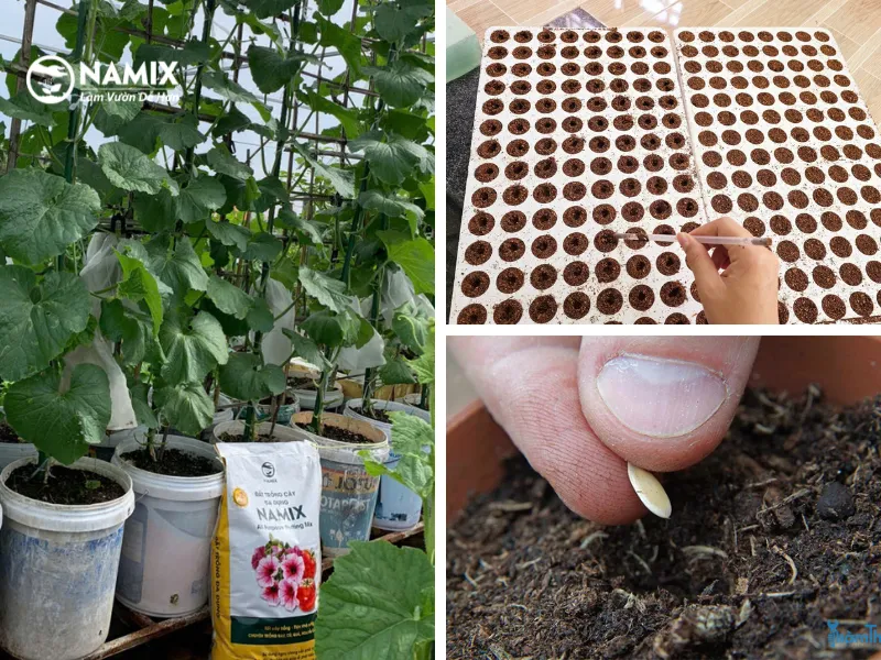 Ươm Hạt Dưa Lưới