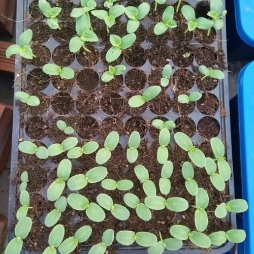 Quy trình ngâm và ủ hạt dưa leo giúp tăng tỷ lệ nảy mầm