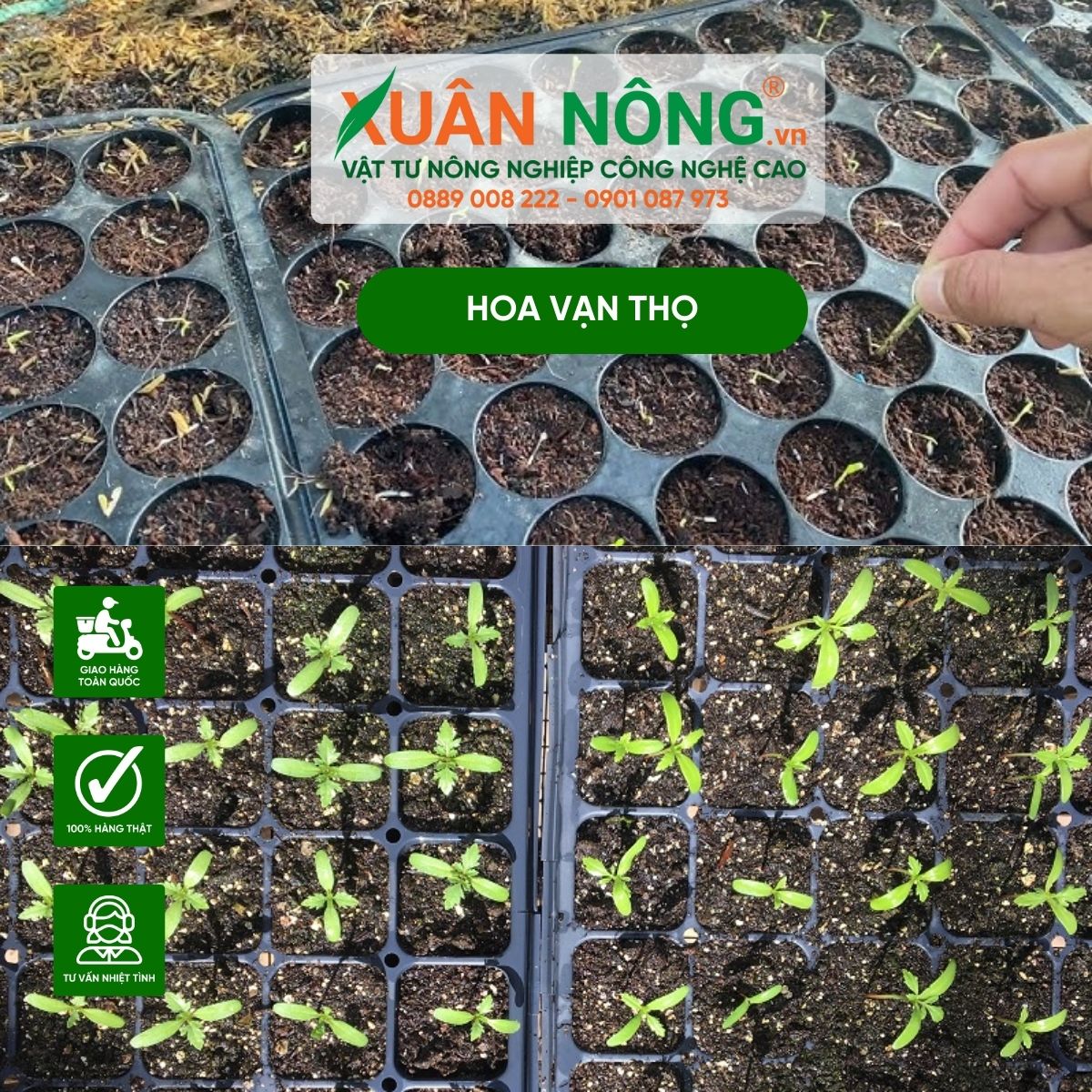 Cách Trồng Vạn Thọ Trong Chậu Đạt Hiệu Quả Cao Nhất Cho Hoa Ngày Tết