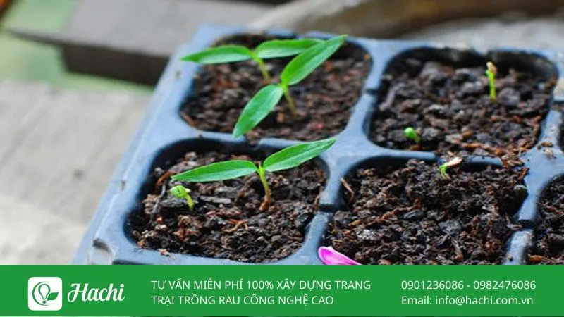 Ươm mầm cây ớt trong khay chuyên dụng trước khi chuyển lên hệ thống trồng ớt thủy canh