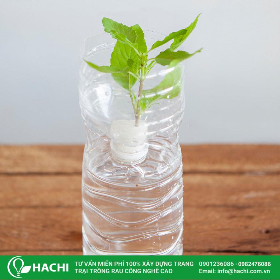 Cách Trồng Các Loại Rau Củ Tại Nhà Bằng Phương Pháp Tái Chế Chai Nhựa Hiệu Quả