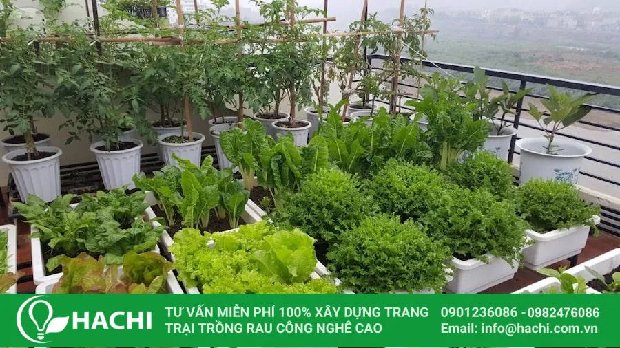 ưu điểm trồng rau trên sân thượng bằng thùng