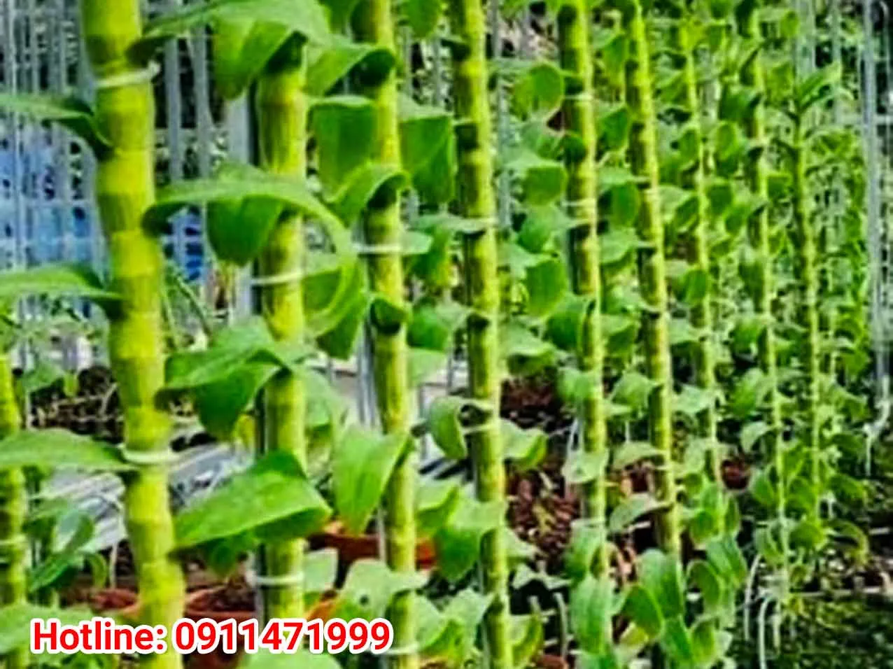 Lựa chọn thân gỗ lũa để ghép Lan Phi Điệp 5 Cánh Trắng tạo nên giò lan có tính thẩm mỹ cao