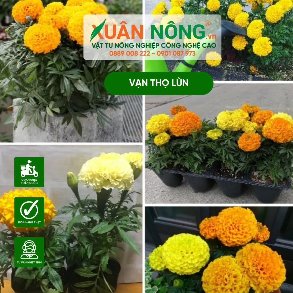 Cây hoa vạn thọ lùn màu vàng rực rỡ trồng trong chậu