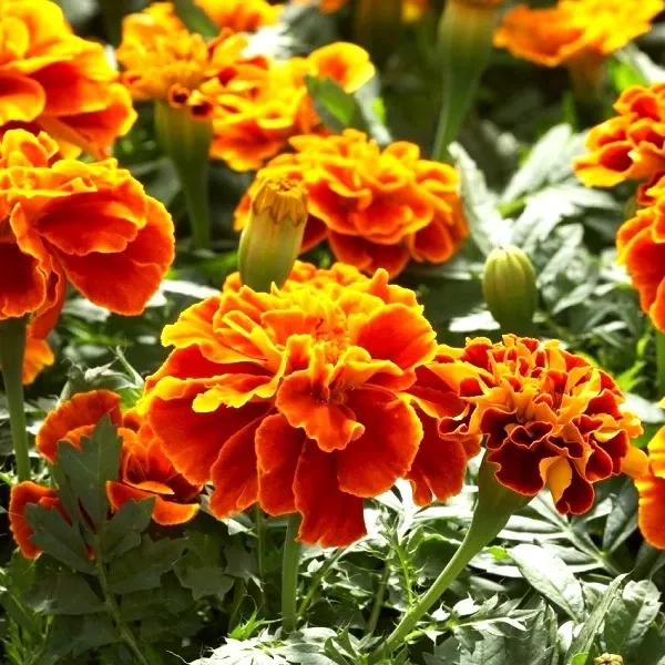 Cây vạn thọ Pháp cho hoa to, rực rỡ