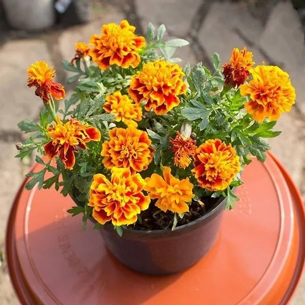 Hướng dẫn cách trồng vạn thọ Pháp trong chậu