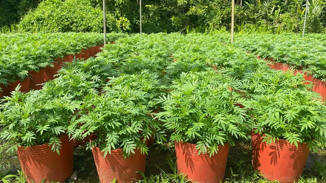 Khoảng cách và mật độ trồng vạn thọ Pháp ngoài đồng