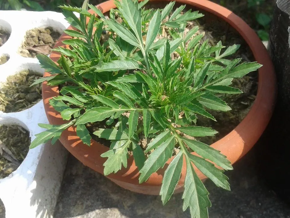 Cây con sẵn sàng cho vào chậu