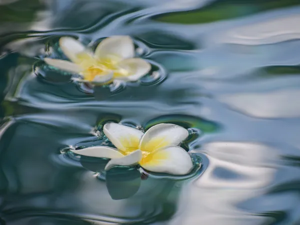 Cây sứ đại hoa trắng thuần khiết nở rộ trong ánh nắng