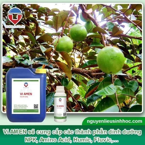 Vi AMEN bổ sung hàm lượng dinh dưỡng cần thiết cho cây vú sữa phát triển, ra trái trĩu cành, bóng trái, lớn trái