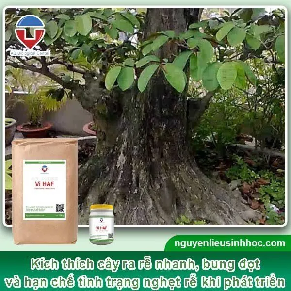 Vi HAF giúp cây ra rễ mạnh, bung đọt tốt, an toàn không độc hại