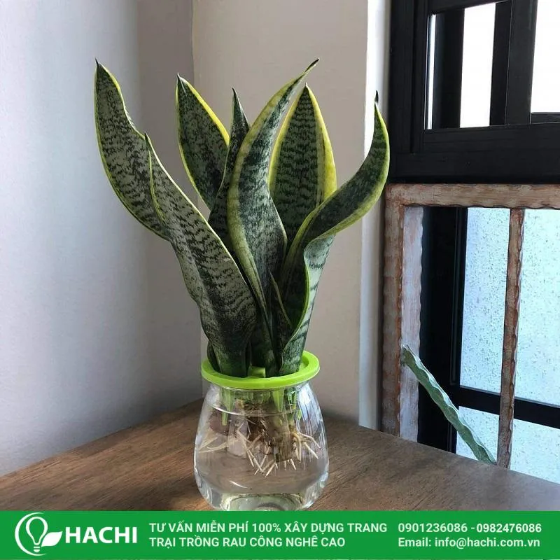 vị trí và ánh sáng phù hợp để cây lưỡi hổ thủy sinh