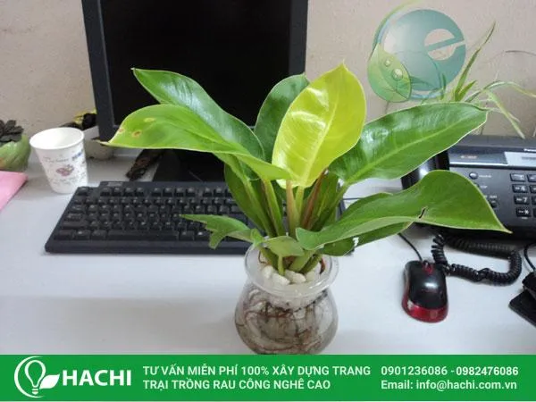 Vị Trí Ánh Sáng Trồng Trầu Bà Thủy Canh