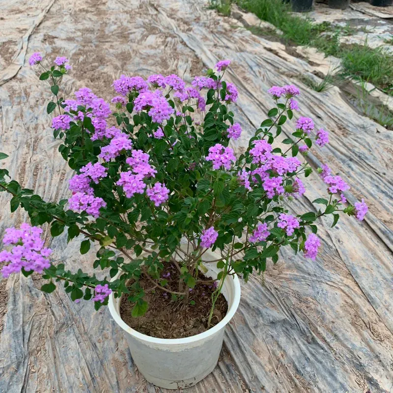 Hướng dẫn cách trồng cây ngũ sắc tím và kỹ thuật chăm sóc ra hoa liên tục