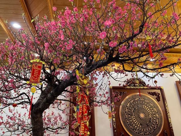 Cách Trồng Hoa Hải Đường Trong Chậu: Kỹ Thuật Đơn Giản Cho Cây Nở Hoa Rực Rỡ Suốt Xuân